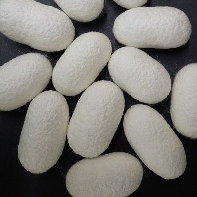 熊本県産 シルクボール【純白まゆ玉】3箱(各10個入)