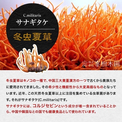 【毎月定期便】【峯王】冬虫夏草(24.6g(205mg×120粒))全3回