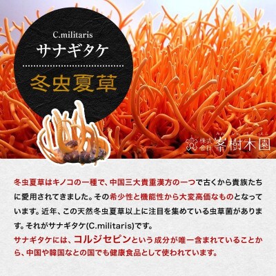 【毎月定期便】【峯王】冬虫夏草(12.3g(205mg×60粒))全12回