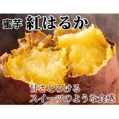 紅はるか 秀品(約10kg)(合志市)