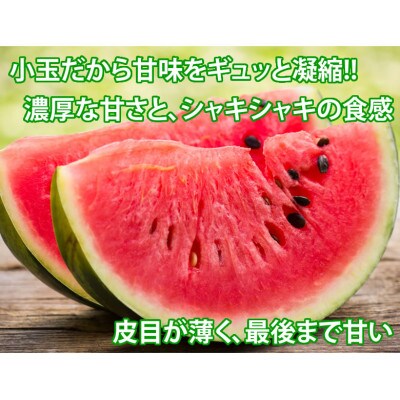 小玉すいか 秀品 2玉 約2～3kg【2026年5月下旬～7月下旬発送予定】 (合志市)