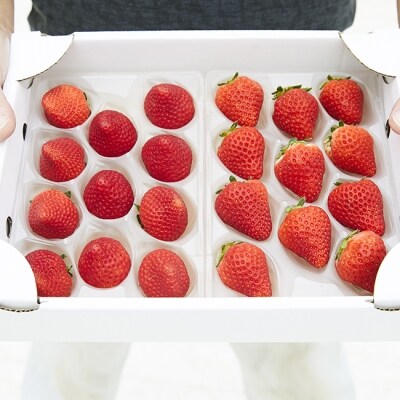 【先行受付】 四季成りいちご 400g 品種おまかせ 2種 いちご 苺 フルーツ 果物 ギフト