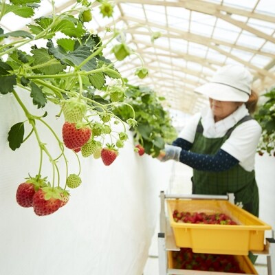 【先行受付】 四季成りいちご 400g 品種おまかせ 2種 いちご 苺 フルーツ 果物 ギフト