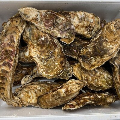 【訳あり規格外品】三陸広田湾の殻付き牡蠣20個