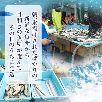 【厳選】三陸海の恵み詰め合わせ【下処理済】(4～5人用) 魚 鮮魚 海鮮 貝 天然 刺身 旬 三陸産
