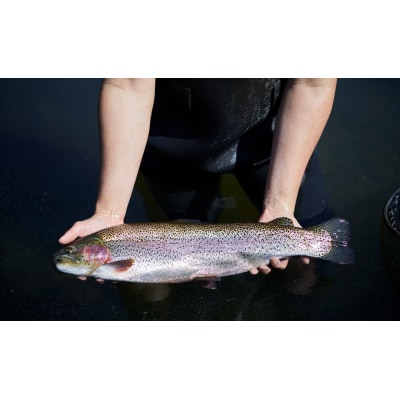 ブランド 鮭 『岩姫サーモン』 半身×1枚 生食可 サーモン