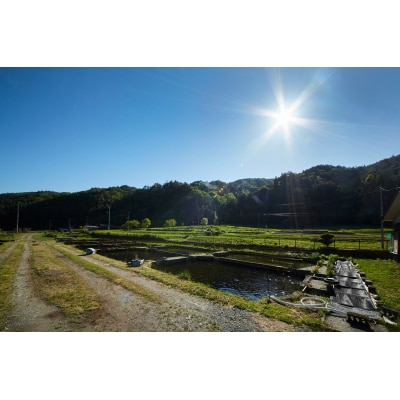 ブランド鮭 〈岩姫サーモン〉 まるごと1本 生食可