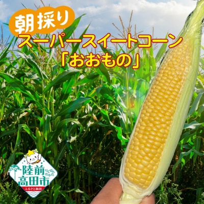 【先行受付】 スーパースイートコーン品種:おおもの 約2.5kg とうもろこし 夏野菜 産地直送