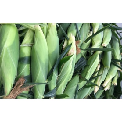 【先行受付】 スーパースイートコーン品種:おおもの 約2.5kg とうもろこし 夏野菜 産地直送