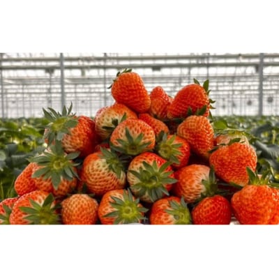 【数量限定】 新鮮いちご〈品種:紅ほっぺ〉 約500g (250g×2パック)