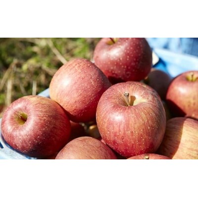 潮風 りんごジュース 1L×3本セット りんご 飲料 飲み物 果汁 100% ストレート