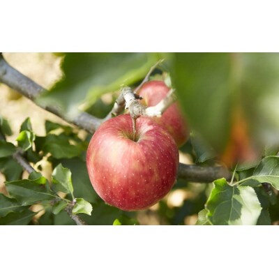 100%ストレートりんご果汁とりんごコンフィチュールセット 化粧箱入り