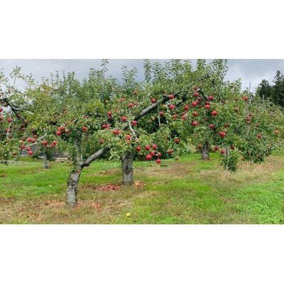 先行受付 100%ストレートりんご果汁 180ml×10本セット 化粧箱入り りんごジュース