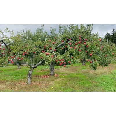 先行受付 100%ストレートりんご果汁 180ml×10本セット 化粧箱入り りんごジュース