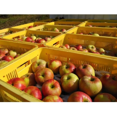 【訳あり品】傷だらけの勇者たち サンふじ 10kg りんご フルーツ 旬