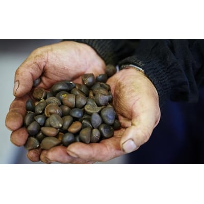 純度100% 気仙椿油120g×2本 油 椿油 オイル 料理 天ぷら ドレッシング ヨーグルト 保湿