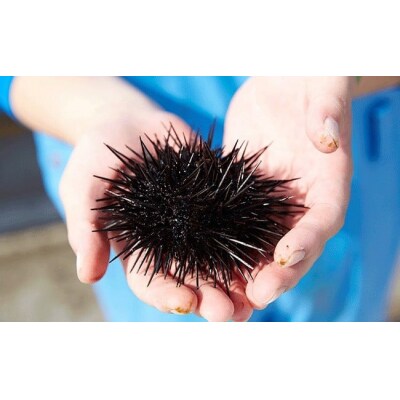 広田湾 蒸しうに缶詰6缶セット 【広田湾漁協からお届け!】