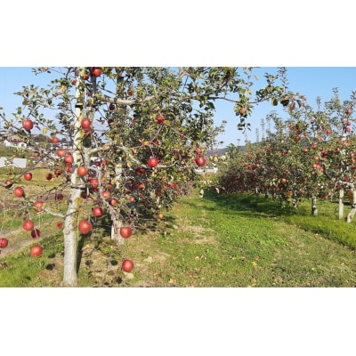 【先行受付】完熟りんご 「ふじ」 約3kg 蜜入り 清水農園