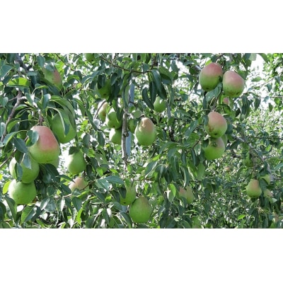 【先行受付】旬のりんご(洋梨含む) 約3kg 品種おまかせ 1種～2種 清水農園