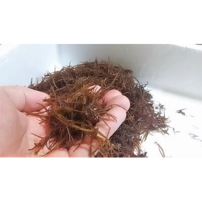 広田湾漁協からお届け!ふのり 20g×5袋