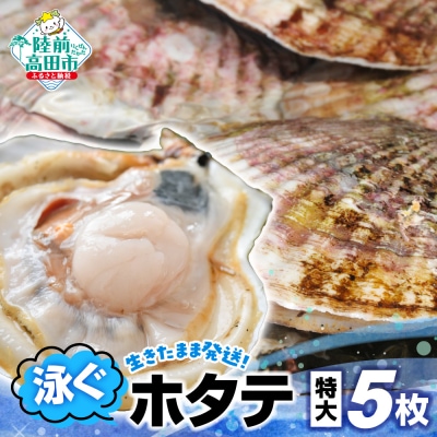 【先行受付】生きたまま発送! 泳ぐほたて 特大サイズ×5枚 ※2025年5月頃から順次発送予定