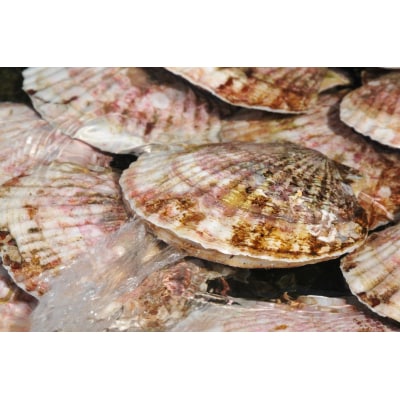 生きたまま発送! 泳ぐほたて 特大サイズ5枚 ホタテ 帆立 鮮度 抜群 旬 ギフト 贈答品