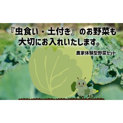 【定期便6ヶ月】訳あり 野菜セット 約3～4種類 農家のおすそわけ ひころいちファーム