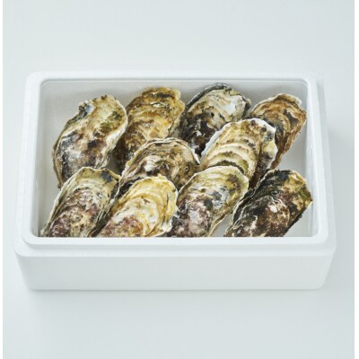 先行受付 『一本松牡蠣』 生食用 殻付き牡蠣 10個 セット 【 三陸 岩手 陸前高田 産地直送 】