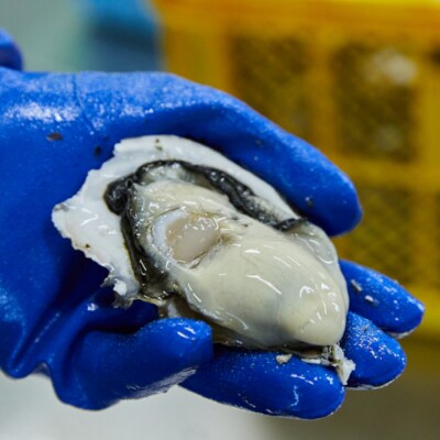 先行受付 『一本松牡蠣』 生食用 殻付き牡蠣 10個 セット 【 三陸 岩手 陸前高田 産地直送 】