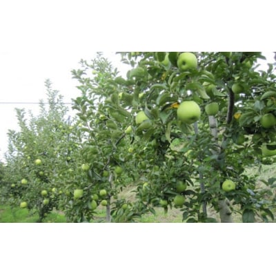 フレッシュ りんご 「シナノゴールド」3kg 【清水農園】