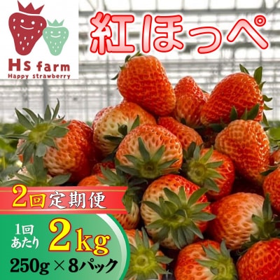 【数量限定/先行受付】 2回定期便 新鮮いちご〈品種:紅ほっぺ〉 約2kg (250g×8パック)