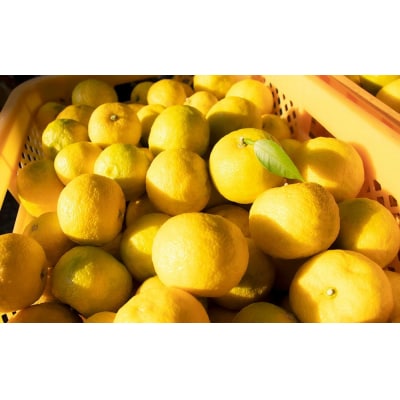 【期間限定】北限のゆず(黄玉)約1kg 【 柚子 ユズ 旬 果物 料理 産地直送 岩手 陸前高田 】