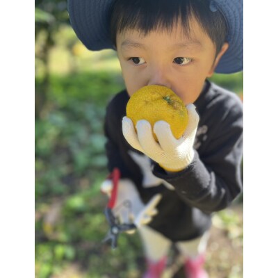 【期間限定】北限のゆず(黄玉)約1kg 【 柚子 ユズ 旬 果物 料理 産地直送 岩手 陸前高田 】