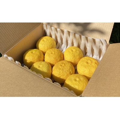 【期間限定】北限のゆず(黄玉)約1kg 【 柚子 ユズ 旬 果物 料理 産地直送 岩手 陸前高田 】