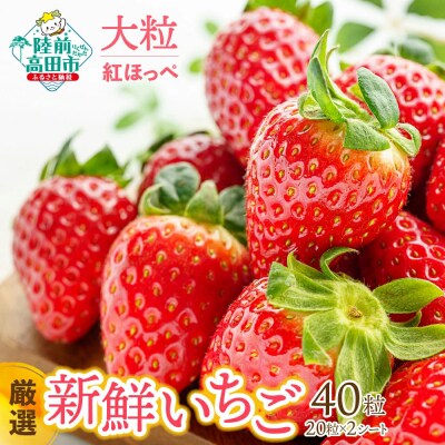 【数量限定/先行受付】大粒 厳選 新鮮いちご 20粒×2シート 〈品種:紅ほっぺ〉
