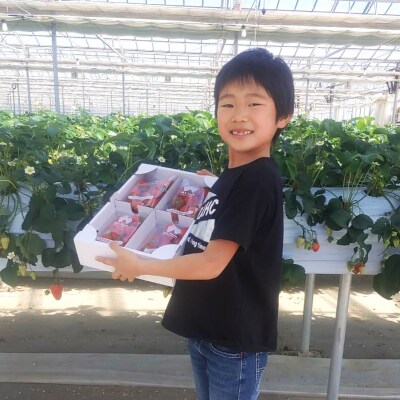 新鮮いちご 品種:紅ほっぺ 約1.2kg (300g×4パック) フルーツ 訳あり 小粒