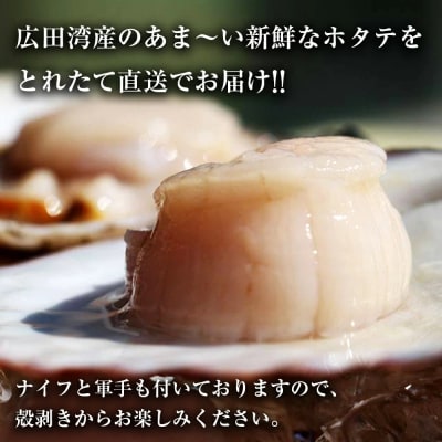 【先行受付】新鮮!殻付き生ホタテセット (目安:10～12枚)