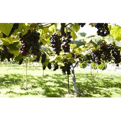 神田葡萄園 リアスワイン 辛口2本セット [ ナイヤガラ / キャンベルアーリー ]