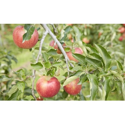 果汁100%! 完熟りんご使用 ストレートりんごジュース 1L×1本