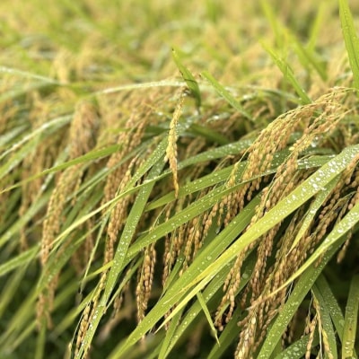 令和7年産 新米 玄米 30kg 品種:たかたのゆめ まーちゃんファーム