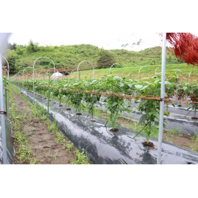 【先行受付】 訳あり 規格外 ピーマン 約1kg 野菜 夏野菜 Farm Koganeyama