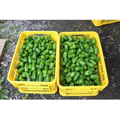 【先行受付】 訳あり 規格外 ピーマン 約1kg 野菜 夏野菜 Farm Koganeyama