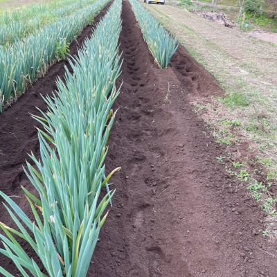 【先行受付】 長ねぎ 土付き 約2kg 野菜 白ねぎ 根深ねぎ Farm Koganeyama