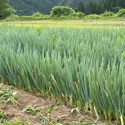 長ねぎ 土付き 約2kg 野菜 白ねぎ 根深ねぎ 新鮮 産地直送 鍋 Farm Koganeyama