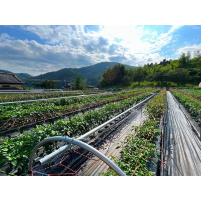 長ねぎ 約600g 野菜 白ねぎ 根深ねぎ 新鮮 産地直送 鍋 Farm Koganeyama