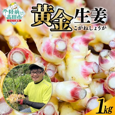 黄金生姜 約1kg しょうが 野菜 料理 薬味 Farm Koganeyama