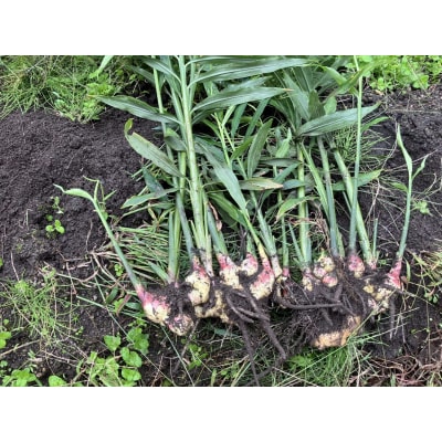 黄金生姜 約1kg しょうが 野菜 料理 薬味 Farm Koganeyama