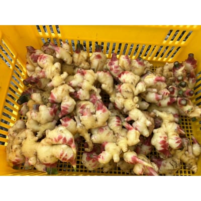 黄金生姜 約1kg しょうが 野菜 料理 薬味 Farm Koganeyama