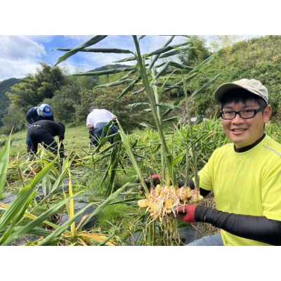 黄金生姜 約1kg しょうが 野菜 料理 薬味 Farm Koganeyama