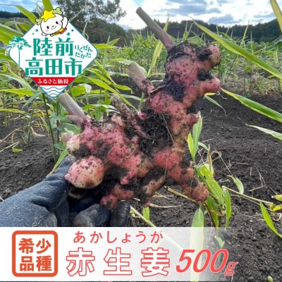 【先行受付】 希少品種 赤生姜 約500g しょうが 野菜 薬味 Farm Koganeyama